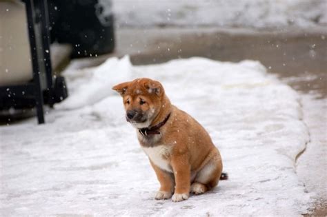 only Shiba Inu puppy in snow.jpg