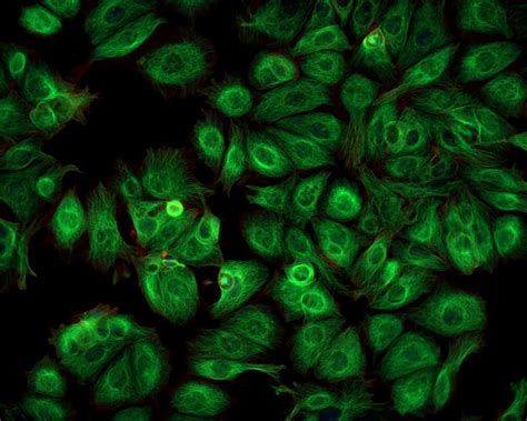 New tools accurately illuminates intracellular phase separation