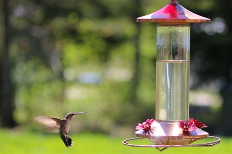 Hummingbird Feeder Cleaning | Downeast Thunder Farm