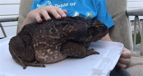 poisonous toad | #GeorgiaSTEM