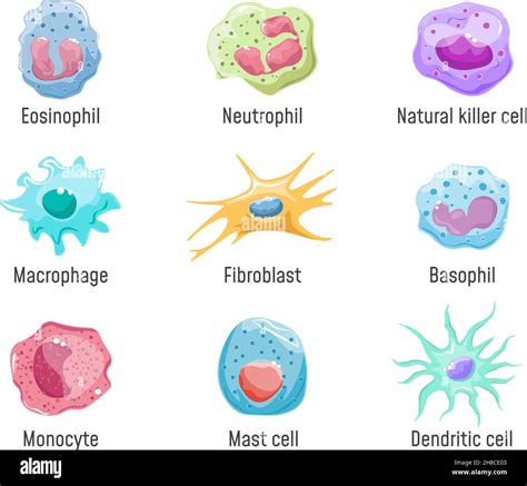 Cells lymphocyte. Immune system human anatomy, blood cell or leukocytes ...