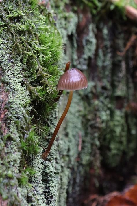 Mushroom Forest Nature - Free photo on Pixabay