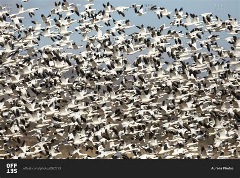 A tightly packed flock of snow geese stock photo - OFFSET