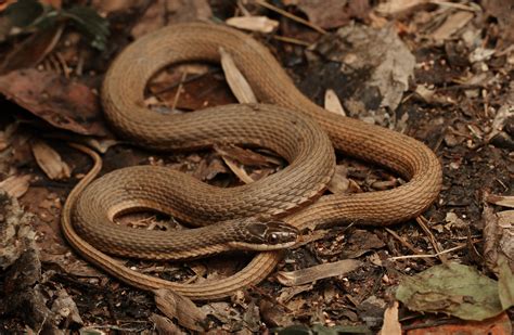 Queensnake – Florida Snake ID Guide