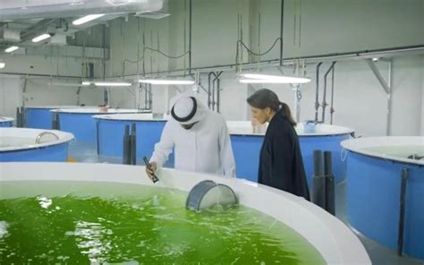 Hatchery Feed Management | Emirati hatchery delivers 600,000 fish fingerlings to aquaculture ...