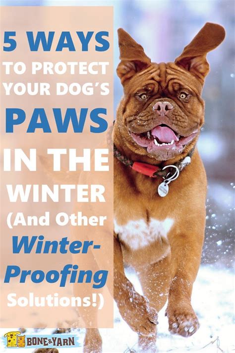 5 Ways to Protect Dog's Paws in the Winter