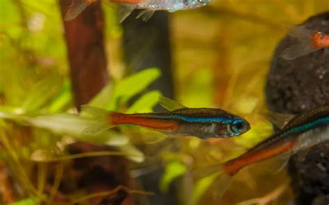 Neon Tetra Disease: Causes, Symptoms, and Treatment - AquariumNexus