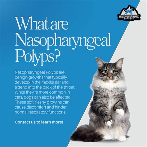 Unveiling Nasopharyngeal Polyps:... - Trek Veterinary Surgery