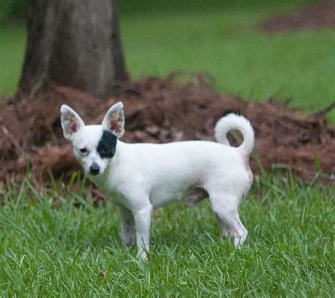 Find Your Perfect Dog Breed: Chihuahua Training Tips