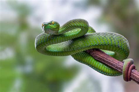 [最も人気のある！] green pit 164450-Green pit viper venom