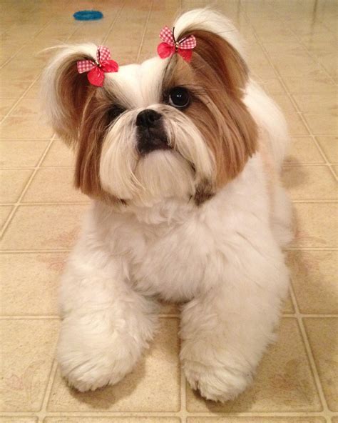 Butterfly Dog Bows by Doggie Bow Ties | Raça de cachorro, Tosa de ...