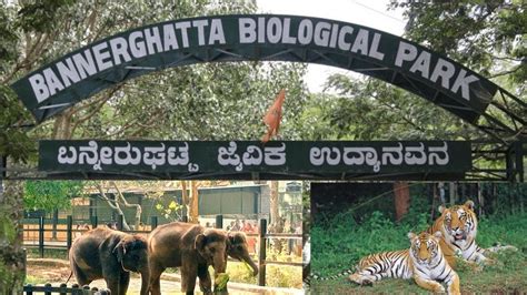 Bannergatta Biological park | National park in Bangalore | Bannergatta Zoo in Bangalore - YouTube