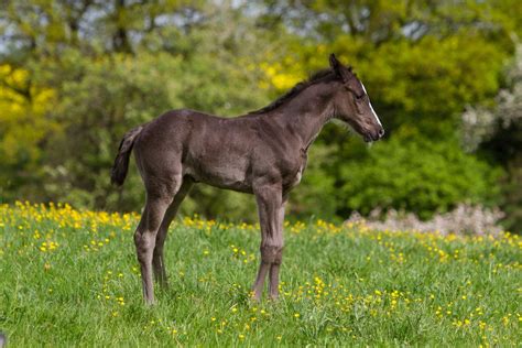 Black Warmblood Foal | Foals, Warmblood, Horses