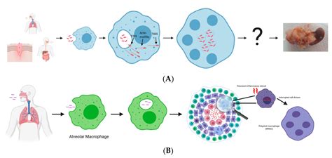 Microorganisms | Free Full-Text | Multinucleated Giant Cell Formation as a Portal to Chronic ...