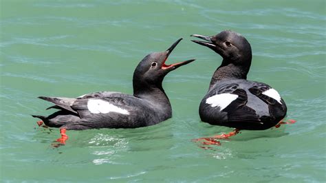 Pigeon Guillemot | Audubon Field Guide