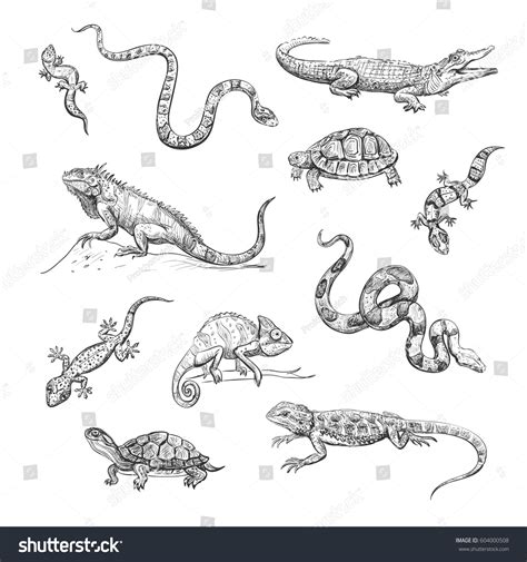 16,002 Lizard Sketch Images, Stock Photos, 3D objects, & Vectors | Shutterstock