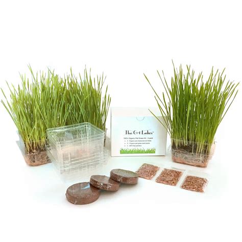 Cat Grass Growing Kit 3 pack Organic seed soil and BPA free containers ...