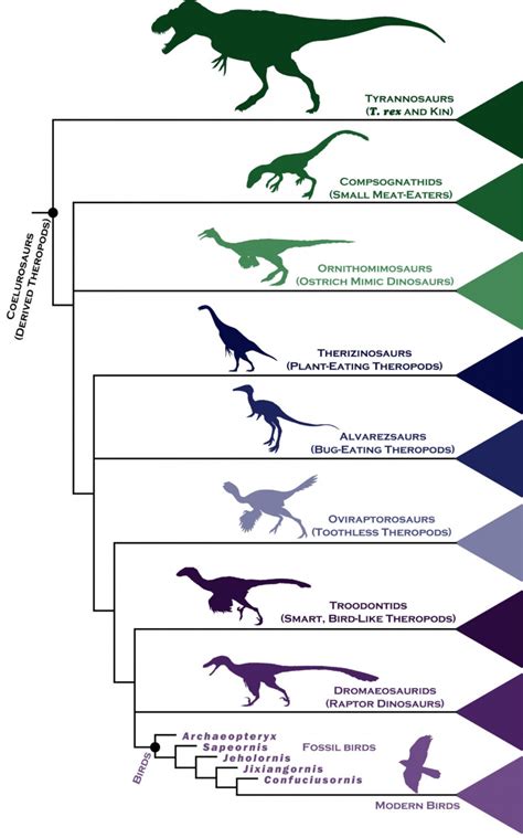 Dinosaur Family Tree Reveals Insight into Rapid 'Evolutionary Explosion ...