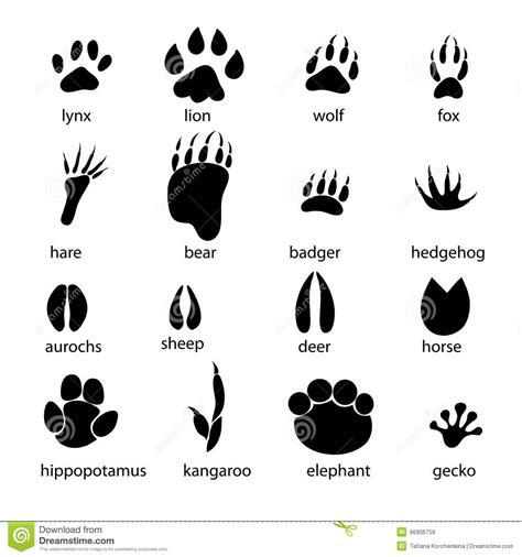 Kangaroo clipart footprint, Kangaroo footprint Transparent FREE for download on WebStockReview 2024