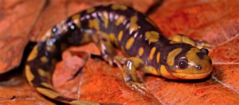 The Eastern Tiger Salamander | Critter Science