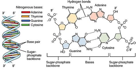 What are the Three Parts of a Nucleotide? | Albert.io