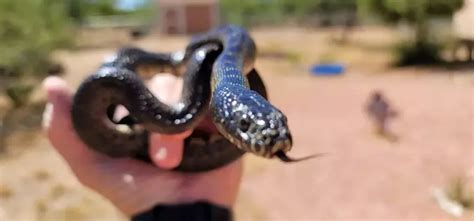 Care Instructions & Species Profile: Desert Kingsnake