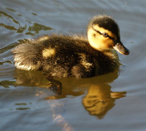 Free photo: Baby Mallard Ducks - Animals, Siblings, Newborn - Free Download - Jooinn