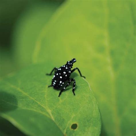 Spotted Lanternfly – Upper Merion Township