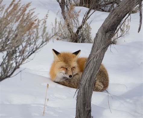 Winter Fox Encounters - A Yellowstone Life