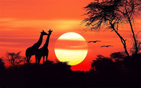 African Sunset Wallpapers - Top Free African Sunset Backgrounds - WallpaperAccess