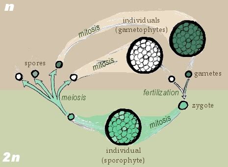 Sporulation | Get Your Science On Wiki | FANDOM powered by Wikia