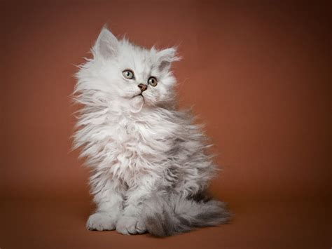 Selkirk Rex kitten portrait photo and wallpaper. Beautiful Selkirk Rex ...