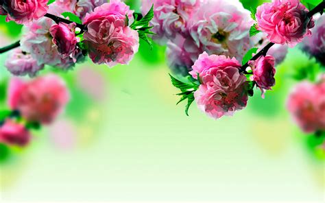 Spring Flowers Wallpaper High Definition Is 4K Wallpaper | Spring flowers wallpaper, Good ...