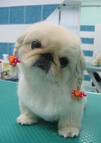 15 Best Pekingese Haircut Styles For 2020 | PetPress