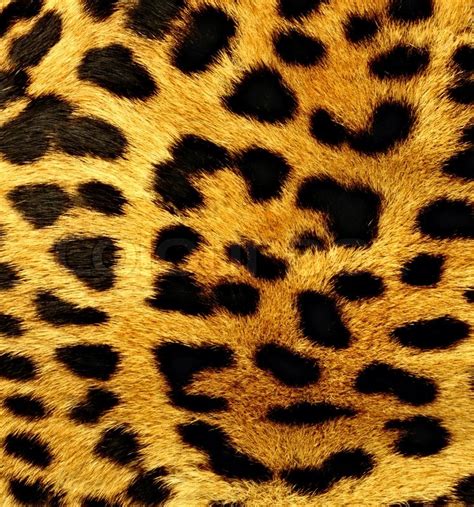 Natural pattern of leopard fur in ... | Stock image | Colourbox