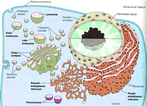 Three types of neurotransmitter vesicles recycling – Jon Lieff, MD