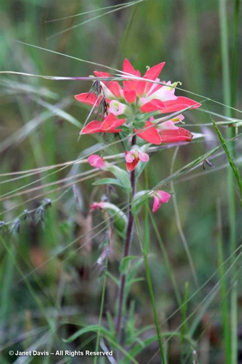 23-Castilleja indivisa-Texas Indian Paintbrush | Janet Davis Explores Colour