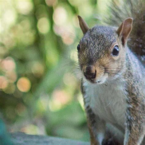 Squirrel on the Wall Mural - Picture Tile Murals