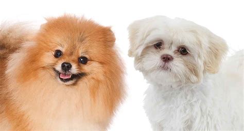 Pomeranian X Shih Tzu Full Grown - Pets Lovers