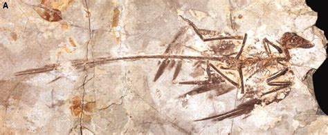 anchiornis fossil - Google Search | Prehistoric creatures, Fossils, Paleontology