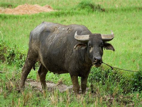 Carabao attacks, kills farmer in Nueva Vizcaya | Inquirer News