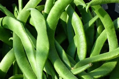 How To Freeze Runner Beans - Growing Guides