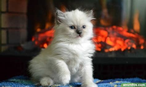 Gatito Ragdoll para la adopción Regalo !!! - Trebujena