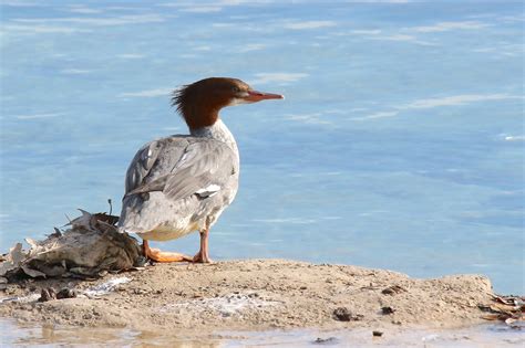 common merganser - Travis Audubon