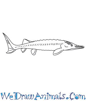 How to Draw an Atlantic Sturgeon