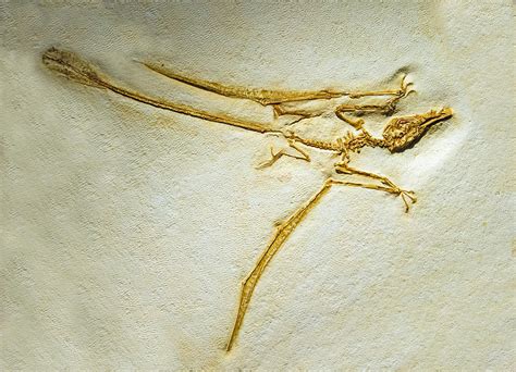 Rhamphorhynchus Fossil Photograph by Millard H. Sharp - Fine Art America