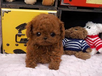 Mini Teacup Poodle Puppies for Sale! - PoshPocketPups.com