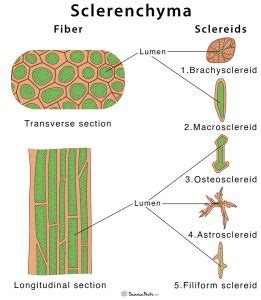 Sclerenchyma – Definition, Meaning, Characteristics, Functions