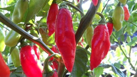 Trinidad Pimento Seeds - Peppers - Hot - SeedWise.com