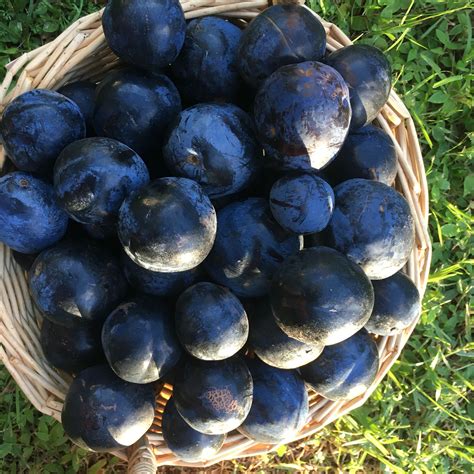 Native Davidson plums | Bountiful, Blueberry, Fruit